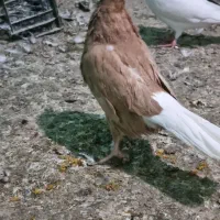 سرور کاکل و اشعل زرد درجه یک|پرنده|خرمشهر, |دیوار