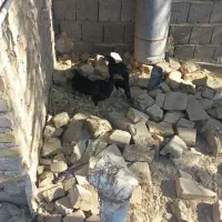 مرغ نسل دار|حیوانات مزرعه|سراوان, |دیوار