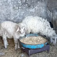گوسفند نر م ماده