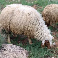 قوچ|حیوانات مزرعه|گهواره, |دیوار