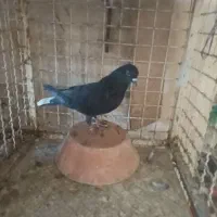 فروش دوعددنر|پرنده|شاهین‌شهر, فردوسی|دیوار