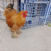 خروس بهما