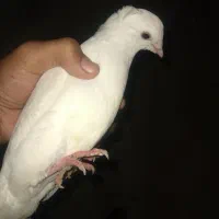 کبوتر