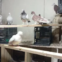 حدود 20عدد کبوتر  پرشی|پرنده|مهاجران, |دیوار