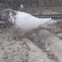 ۱۲ تا کفتر فقط یکجایی|پرنده|ری, ملکآباد|دیوار