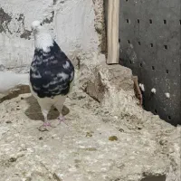 طوقی نسل الماسی|پرنده|احمدآبادمستوفی, |دیوار