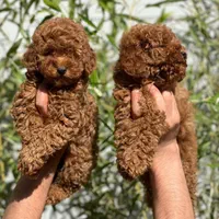 سگ های پامرانین مالتیز|سگ|بوشهر, |دیوار