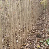 نهال صنوبر نیگرا ارائه مستقیم