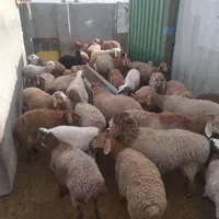 قصاب دام گاو گوساله شتر وشتر مرغ ...|خدمات پذیرایی، مراسم|مشهد, دانشجو|دیوار