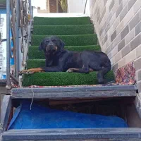 سگ روتوایلر|سگ|کهریزک, |دیوار