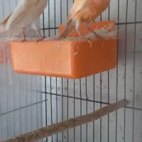 جفت قناری|پرنده|یزد, |دیوار