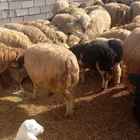 قیمت 60|حیوانات مزرعه|آباده, |دیوار