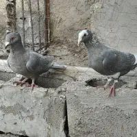 پلنگ نقره ای ونقره ای|پرنده|هامون, |دیوار