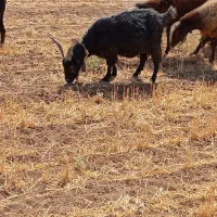 بز شیرازی جفت آبستن|حیوانات مزرعه|تاکستان, |دیوار