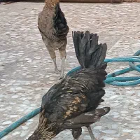 مرغ و خروس