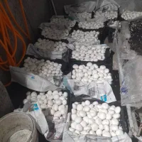 استخدام نیروی سالن قارچ در ملارد