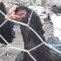 مرغ لاری|حیوانات مزرعه|رشت, حومه رشت|دیوار