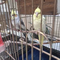 عروس هلندی البینو|پرنده|قم, شهر قائم|دیوار