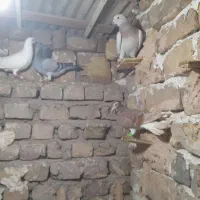 گفتر ۱۰|پرنده|نیشابور, مازول|دیوار