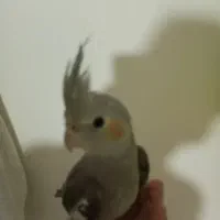 عروس هلندی نر