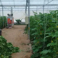 نیازمند کارگر اتباع جهت گلخانه خیار