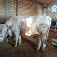 گوساله نر شاروله