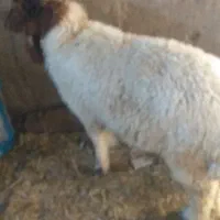هویزه سمیده کرخه