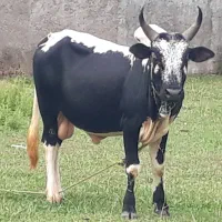 ورزاکوله چالوسی