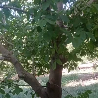 باغ۲۰هزارمتر/غرق درآب کاکارضادرخت۳۰ساله|فروش دفتر صنعتی، کشاورزی، تجاری|الشتر, |دیوار