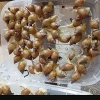 واگذاری حلزون پذیرفته میشود