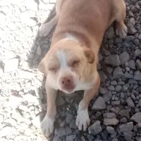 ماده پاکوتاه باهوش زرنگ 10 روز دیگه زایمان میکنه