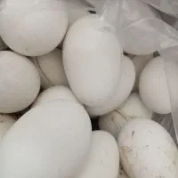 تخم غاز محلی