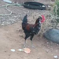 خروس گلین