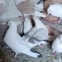 کبوتر|پرنده|دهگلان, |دیوار