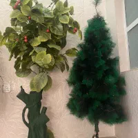 فروش درختچه کریسمس و گیلاس