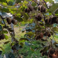 فروش کیوی ریز دوقلو آماده در بیست کیلویی 10 تن