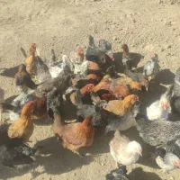 خروس ومرغ محلی