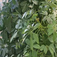 گل طبیعی|گل و گیاه طبیعی|دهگلان, |دیوار