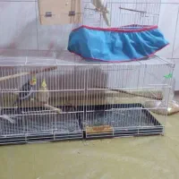 ۳عددعروس هلندی سرحال یکساله|پرنده|سیراف, |دیوار