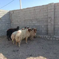 ۸راس و۳ راس نر بز همشون کیلوی میدم پول نیازم|حیوانات مزرعه|آبدانان, |دیوار