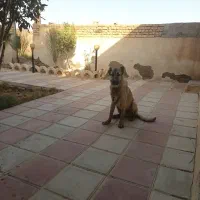 سگ سراب۱۰ماهه اصیل|سگ|قزوین, |دیوار