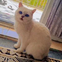 گربه اصیل اسکاتیش بریتیش|گربه|هشتگرد, هیو|دیوار