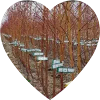 انواع‌هلوهای‌جدید‌‌ عکس نمی‌ذاریم‌ چون کپی می‌کنند