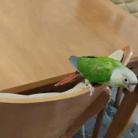 گرینچگ رام رام