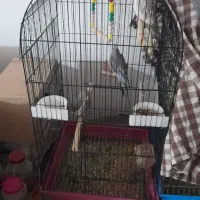 ۳تا عروس هلندی و یک طوطی دوتا قفس|پرنده|سیرجان, |دیوار