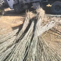 صنوبر نیگرا، چنار،سپیدار