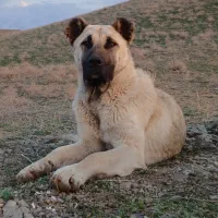 سگ سرابی|سگ|اهر, |دیوار