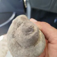 فسیل حلزون|کلکسیون اشیاء عتیقه|شیراز, کیان شهر|دیوار