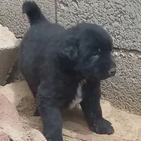 فروش ۵عدد توله سگ قدرجونی ماده