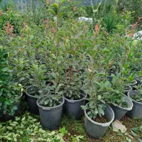 فوتونیا سطل 12 تعداد 500|گل و گیاه طبیعی|چابکسر, |دیوار